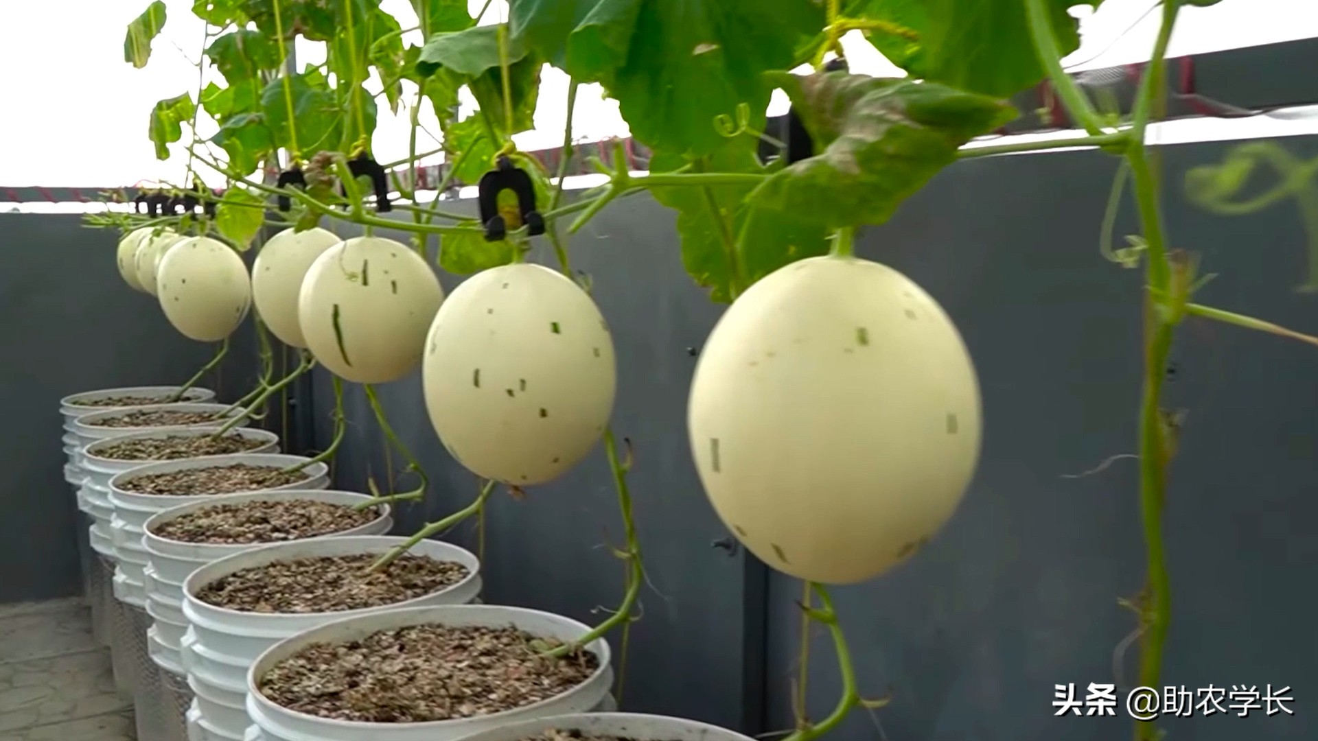 教你在阳台上种植香瓜，方法简单灵活，几个水桶就能种出果实