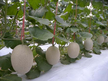 哈密瓜的种植技术与管理方法
