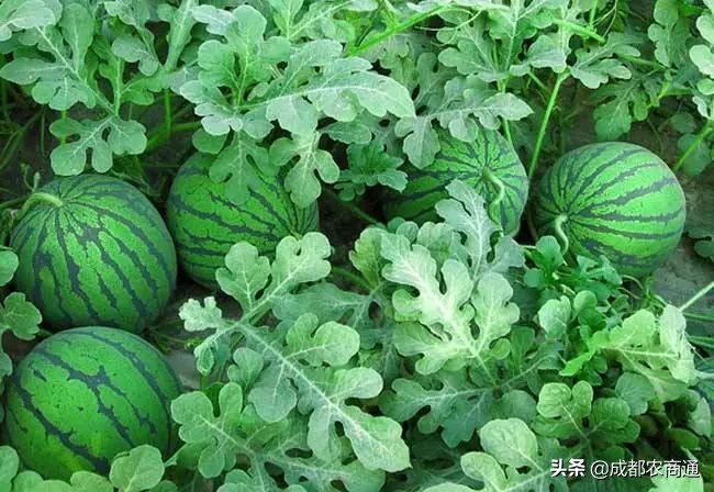 西瓜的种植技术！怎么种出又大又甜的好西瓜？