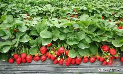 草莓零基础种植方法，新手也能种出好草莓