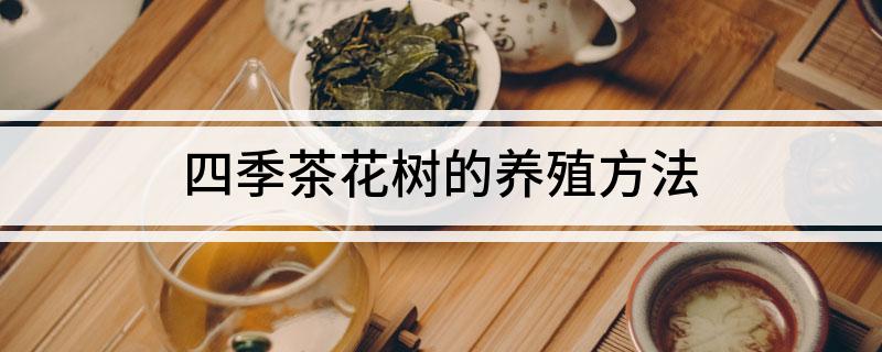 四季茶花树的养殖方法