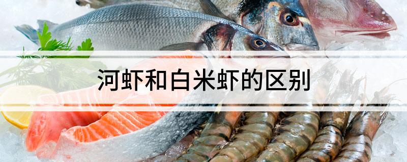 河虾和白米虾的区别