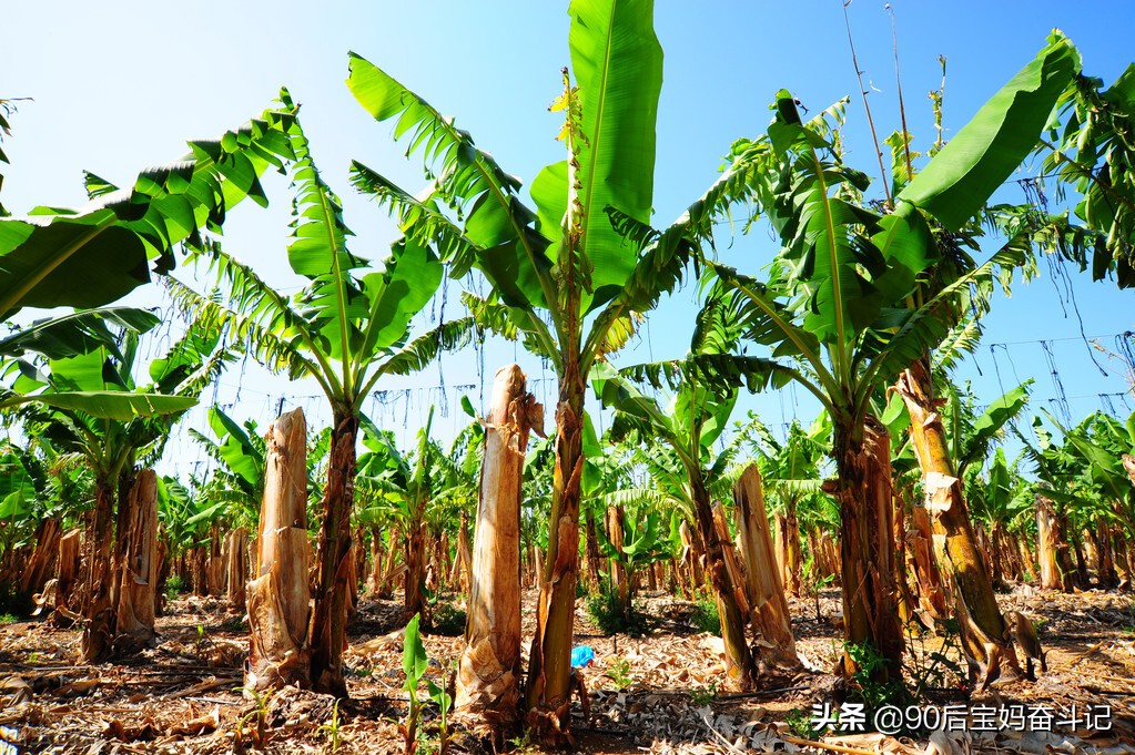 退休老人在农村种50亩香蕉，一年收入100万，他是怎么做到的？