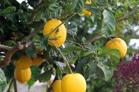 柠檬的种植与管理技术