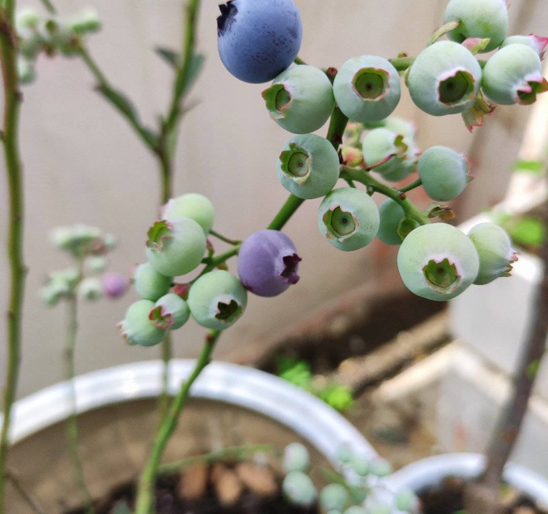 家庭种蓝莓，简单2招，果子又大又多又美味，在家实现蓝莓自由