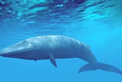 最大鲸鱼有多长有多重有多大，160吨重鲸鱼最长有多大？图2