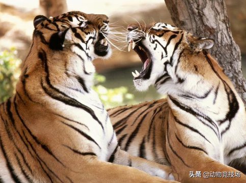 老虎的寿命一般多少年