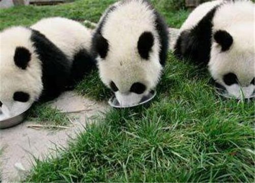 熊猫的三个特点是什么