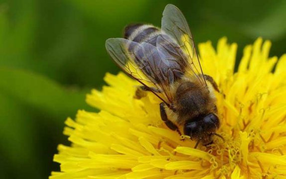 蜜蜂的寿命一般有多长
