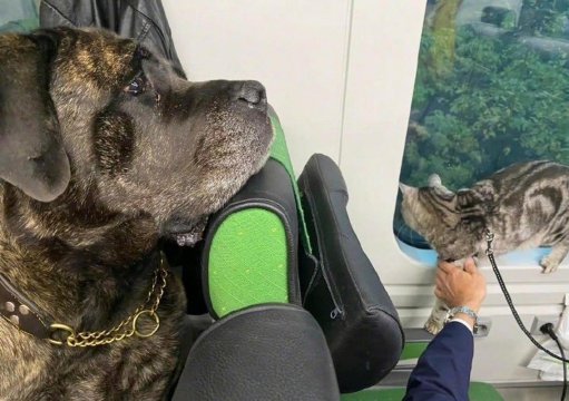 坐火车可以带宠物吗