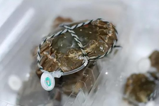 螃蟹可以放冰箱冷冻保存吗
