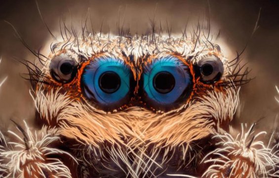 蜘蛛有几只眼睛，种类不同眼睛的多少也不同