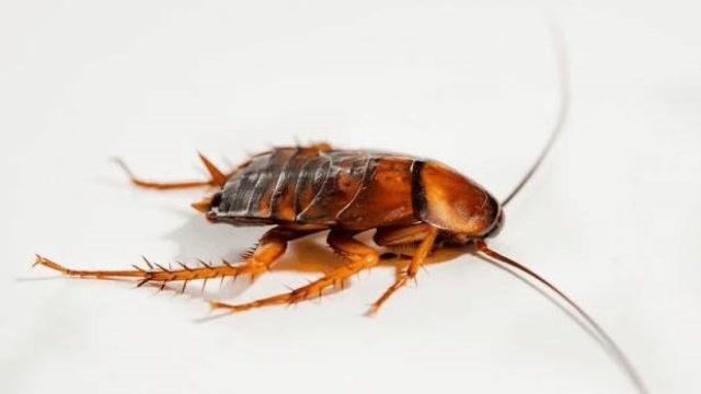 家里为什么会有蟑螂
