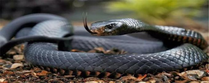 蛇的天敌是什么动物