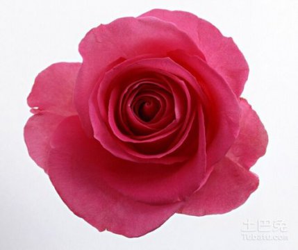 玫瑰花朵数代表的含义