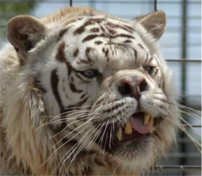 世界上最小的老虎，成年苏门答腊虎仅100公斤