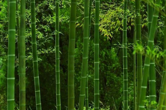 竹子的寓意和象征意义