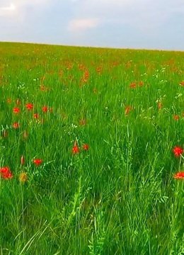 草原最美的花火红的萨日朗是什么歌