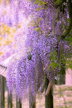 紫藤花的花语和寓意