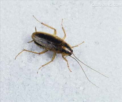 蟑螂有毒吗对人有危害吗，为什么生命力顽强