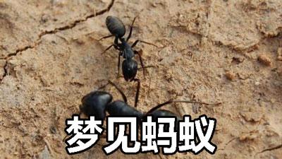 梦见蚂蚁是什么预兆
