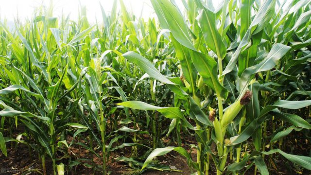 一亩地能产多少斤玉米
