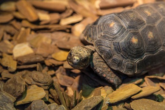 乌龟的寿命一般多少年